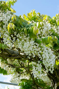 amerikanischer blauregen blue moon Blauregen (Wisteria macrostachya) kaufen | Schnelle Lieferung nach Hause