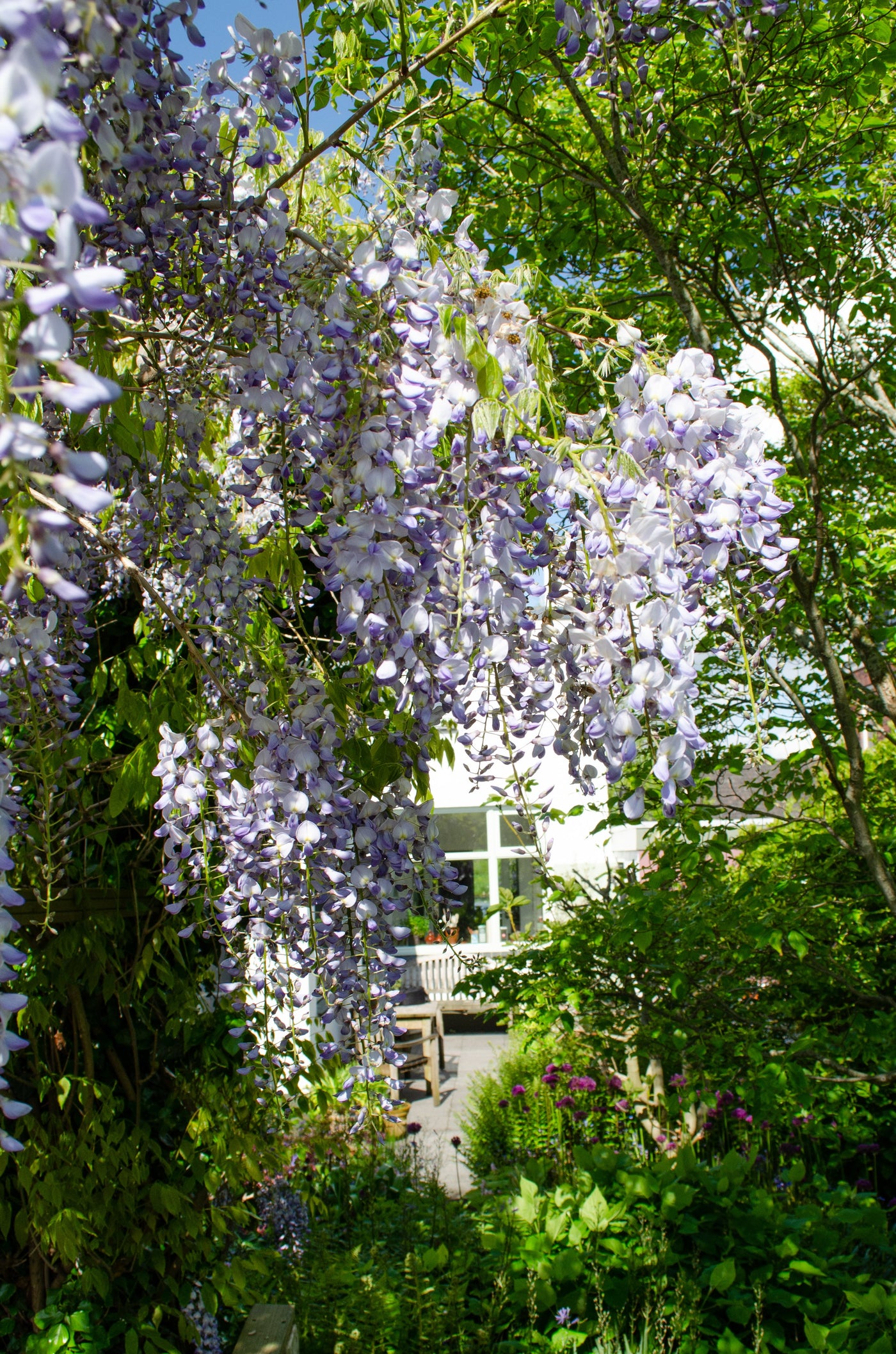 Blauregen (Wisteria sinensis Caroline) kaufen | Schnelle Lieferung nach  Hause