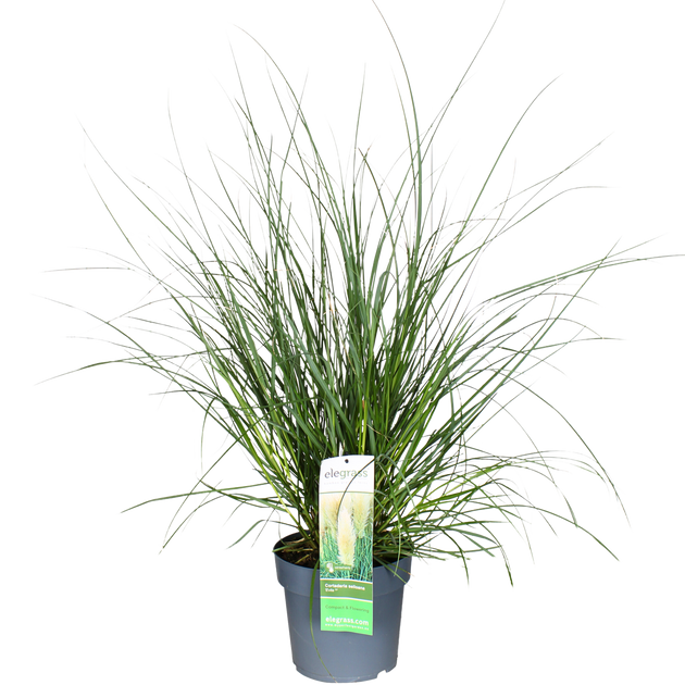 Cortaderia selloana Evita L (Pampasgras) kaufen | Evita