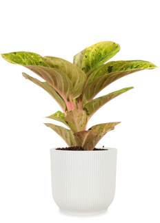 Aglaonema Apple Fantasy (Kolbenfaden) (S)