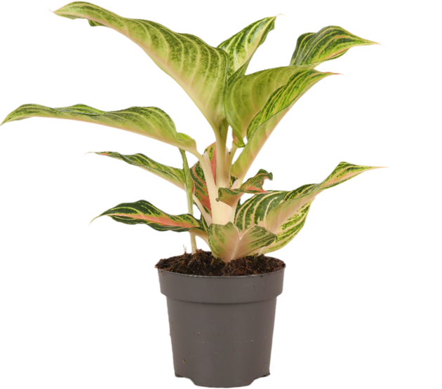 aglaonema kolbenfaden Aglaonema Eye Catcher (Kolbenfaden)(S) kaufen