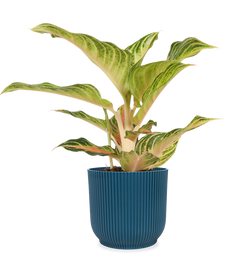 Aglaonema Eye Catcher (Kolbenfaden) (S)