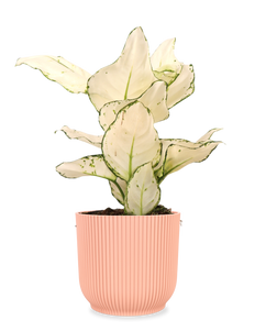 Aglaonema White Joy (Kolbenfaden) (S)