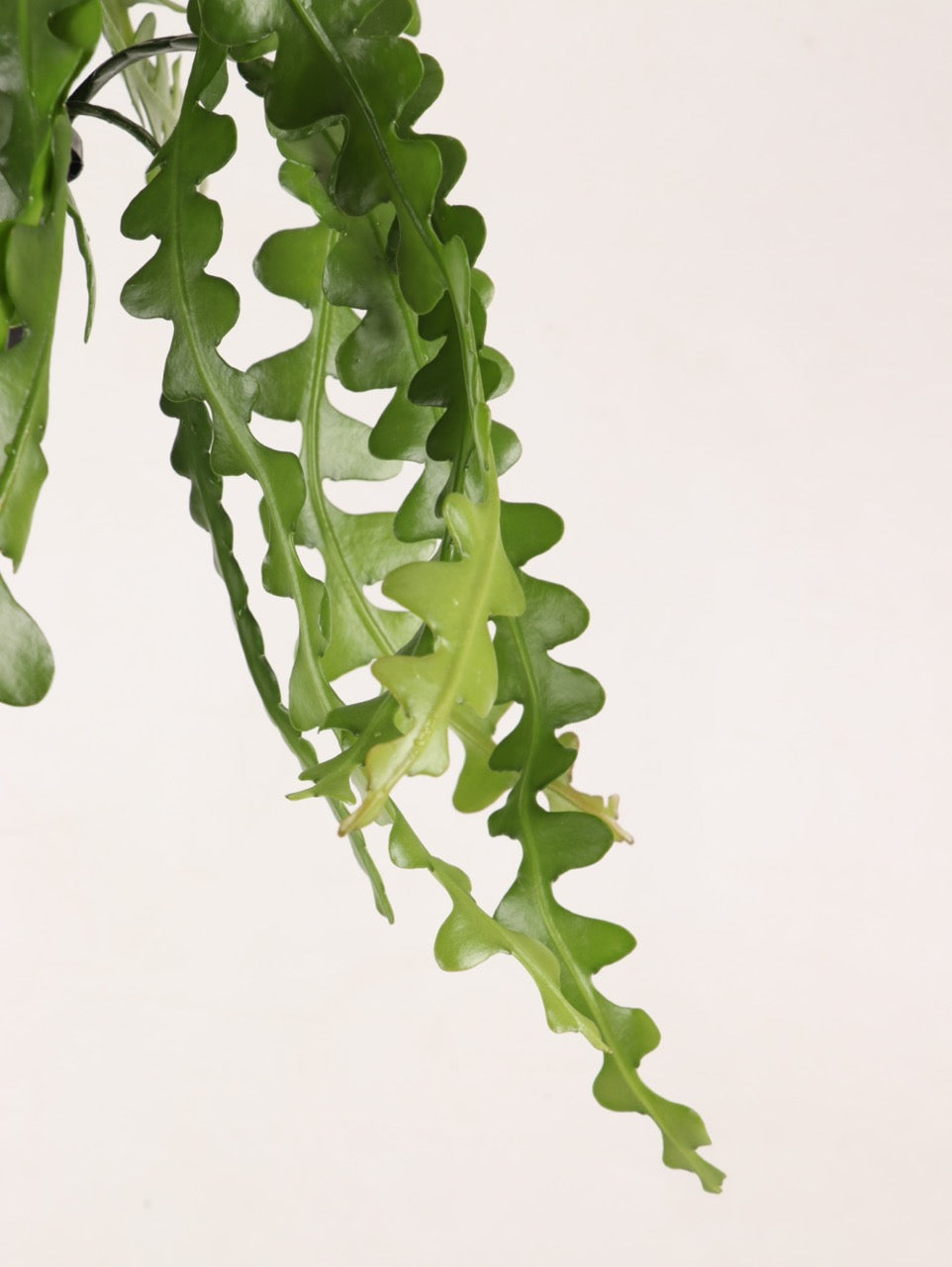 Epiphyllum anguliger (Sägeblattkaktus) inspiratie 2