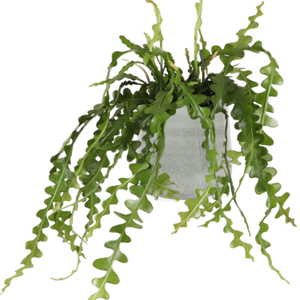 Ephiphyllum anguliger (Sägeblattkaktus)