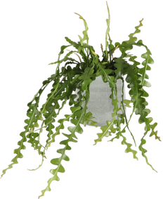 bogenhanf zeylanica Bogenhanf Sansevieria zeylanica bessere Raumluft Zimmerpflanze