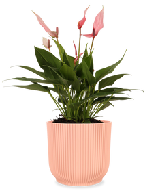 Pink Anthurium (Flamingopflanze)