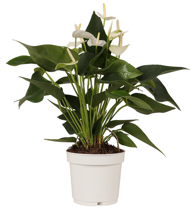 Kaufe Flamingoblume (Anthurium)
