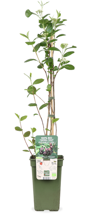 Aronia melanocarpa 'Rubina' (Schwarze Apfelbeere) (M)