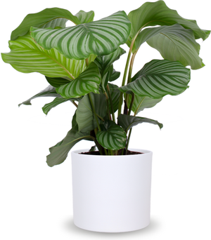 Calathea Orbifolia kaufen? | Isabella