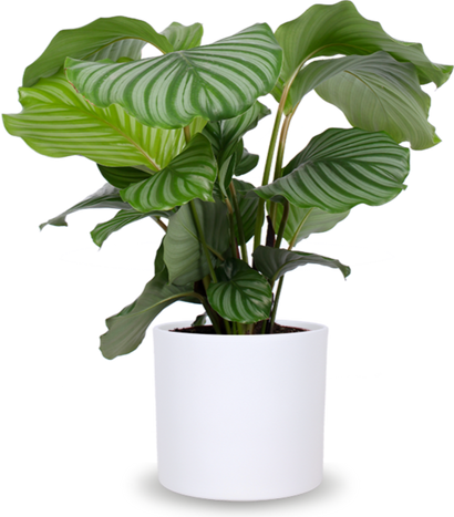 Calathea orbifolia (Korbmarante) (M)