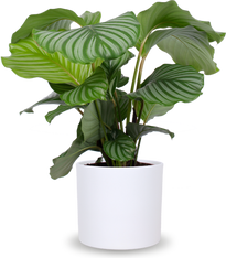Zimmerpflanzen mit groen Blttern | Plantsome