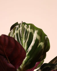 inspiratie-3