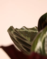 inspiratie-4