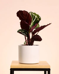 inspiratie-1
