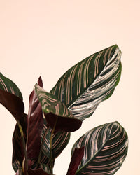 inspiratie-2