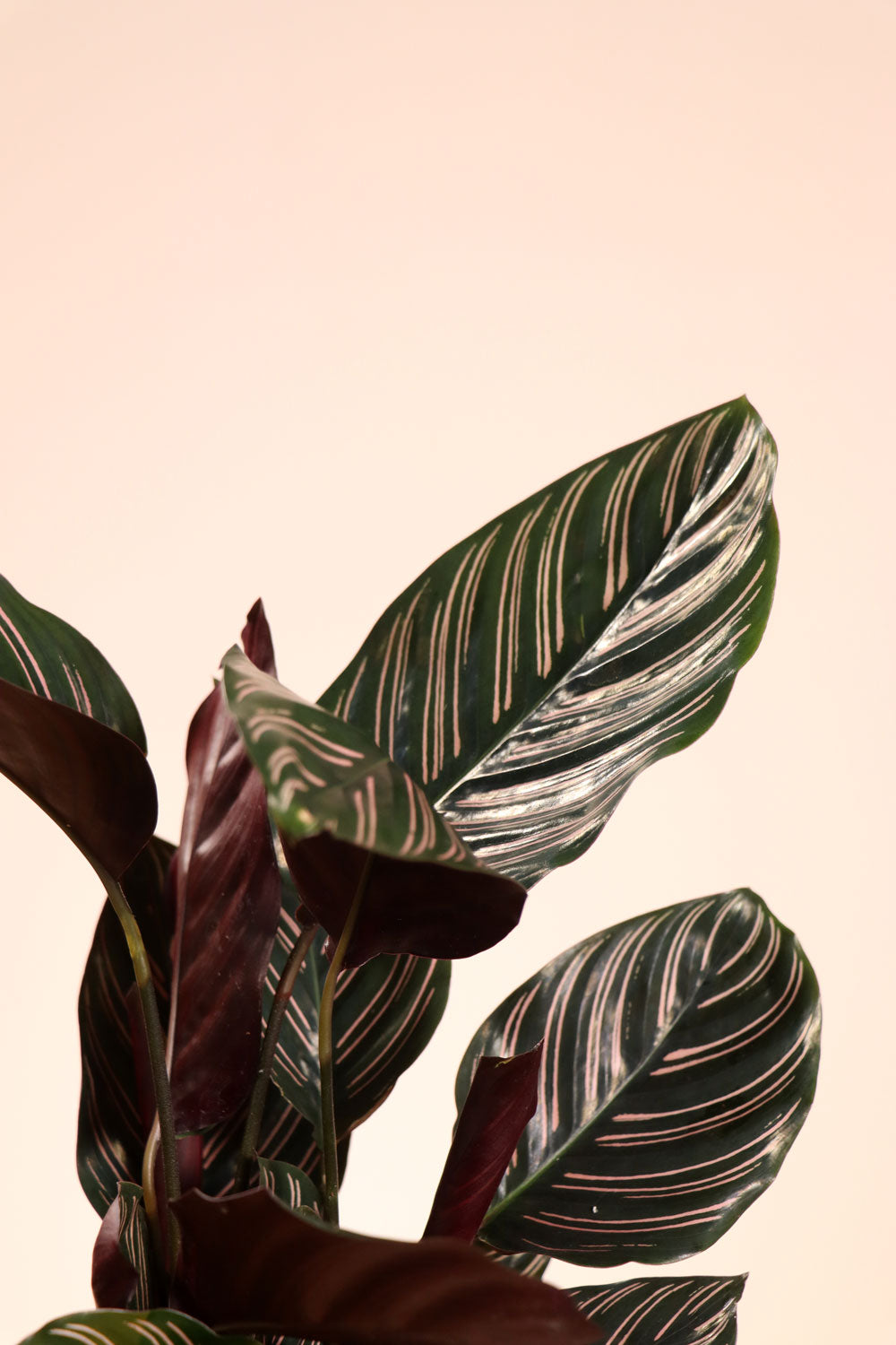 Calathea ornata (Korbmarante) (M) inspiratie 2