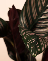 inspiratie-3