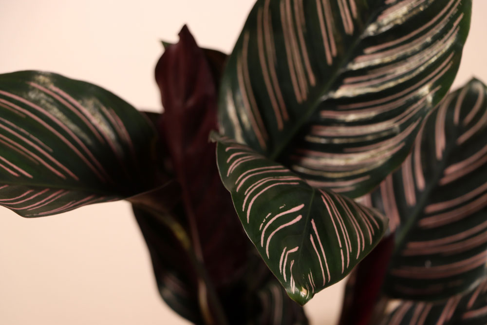 Calathea ornata (Korbmarante) (M) inspiratie 3