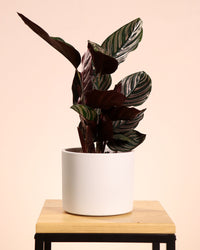 inspiratie-1