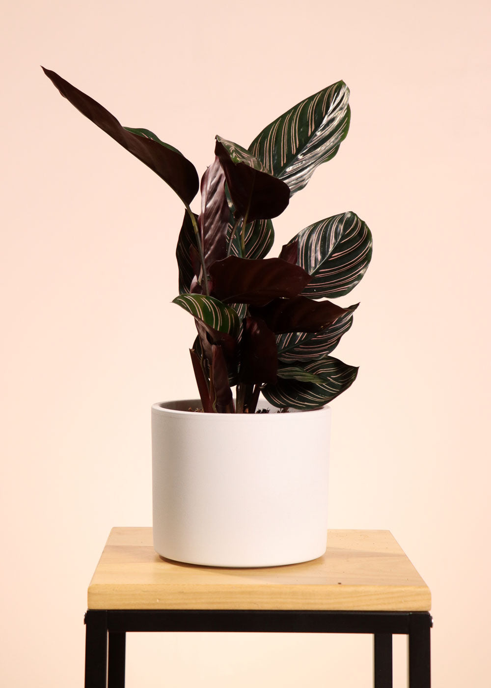 Calathea ornata (Korbmarante) (M) inspiratie 1