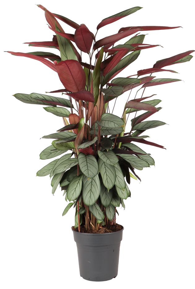 Calathea Silverstar (XL) kaufen | Lina
