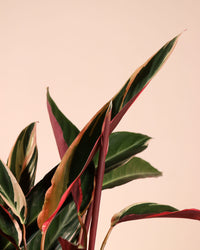 inspiratie-3