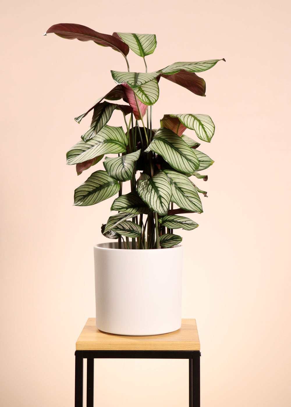 inspiratie