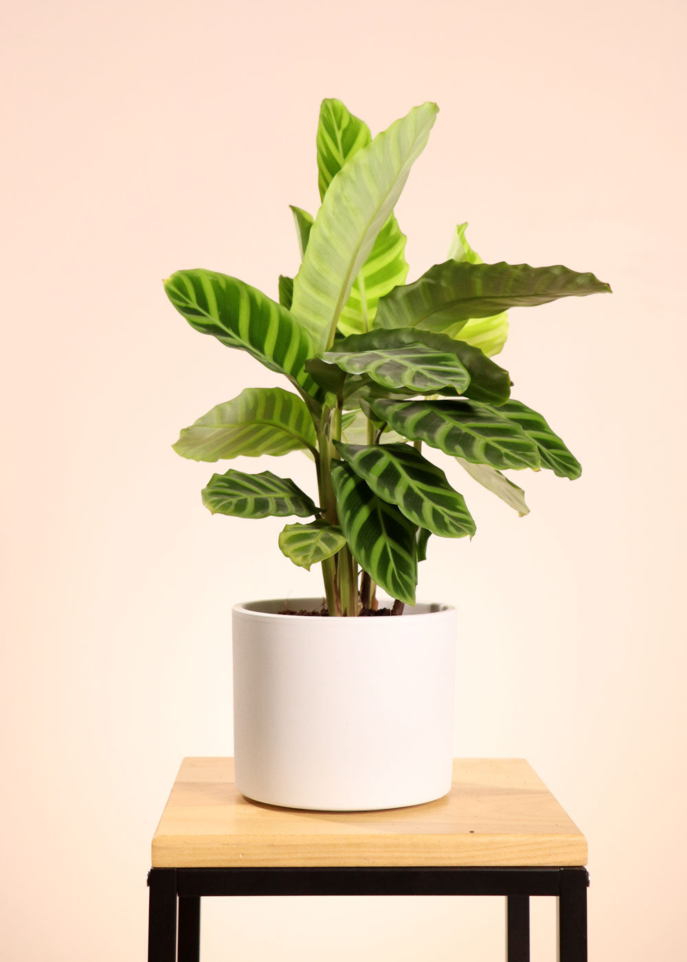 Calathea zebrina (Korbmarante) (S) | Olivia