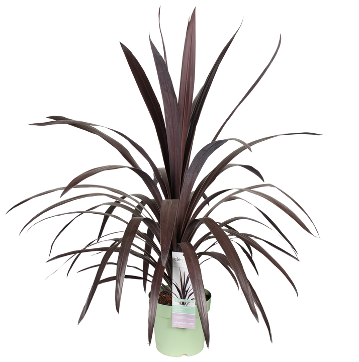 Cordyline obtecta 'Superstar' (Kohlbaum) (M)