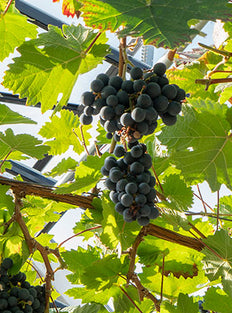 Blaue Traube (Vitis vinifera) (L)
