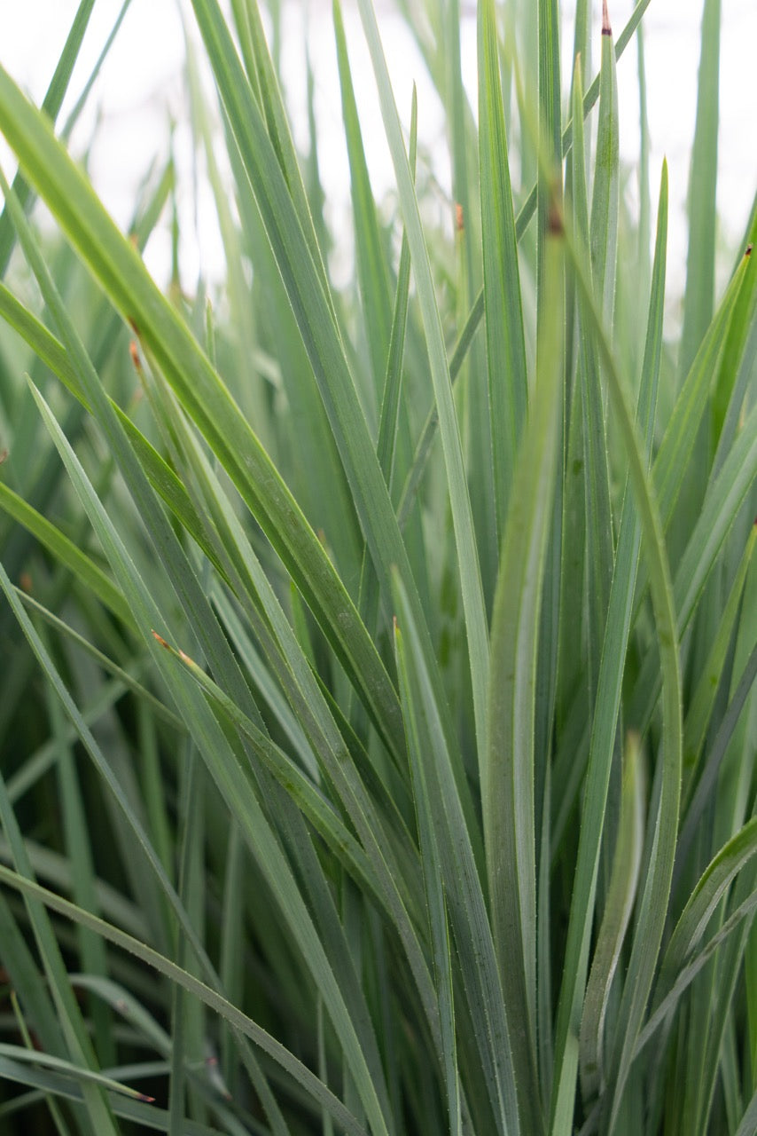 Dianella revoluta 'Coolvista' (Heidelbeerlilie) (M) inspiratie 3