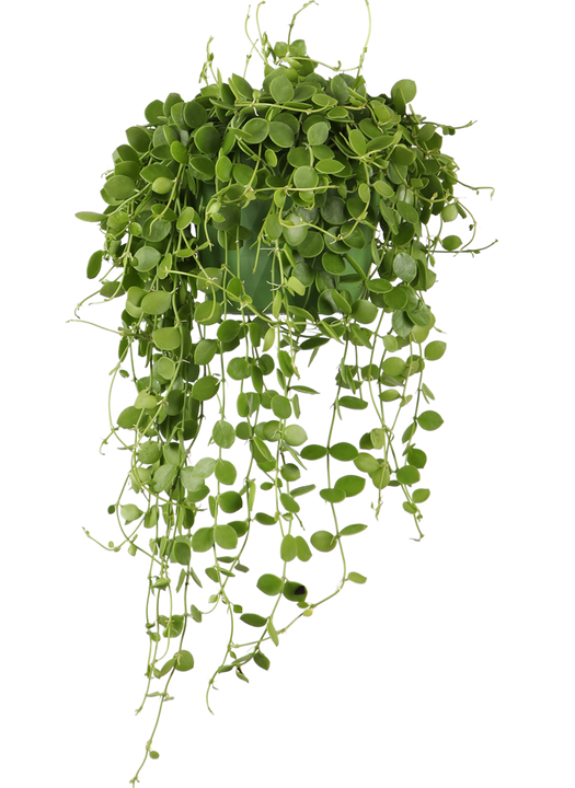 Dischidia Nummularia (Urnenpflanze) (S)