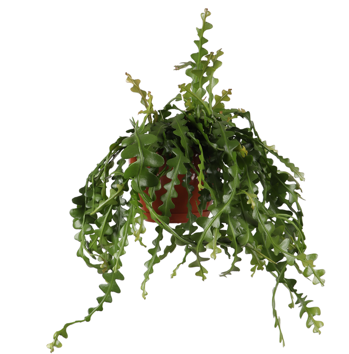 Epiphyllum anguliger (Sägeblattkaktus) (M)