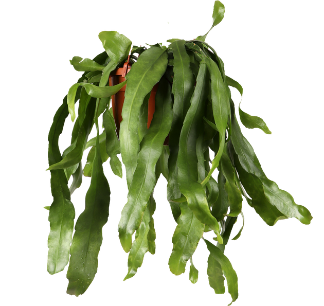 Epiphyllum pumilum (Zwergiger Blattkaktus) kaufen