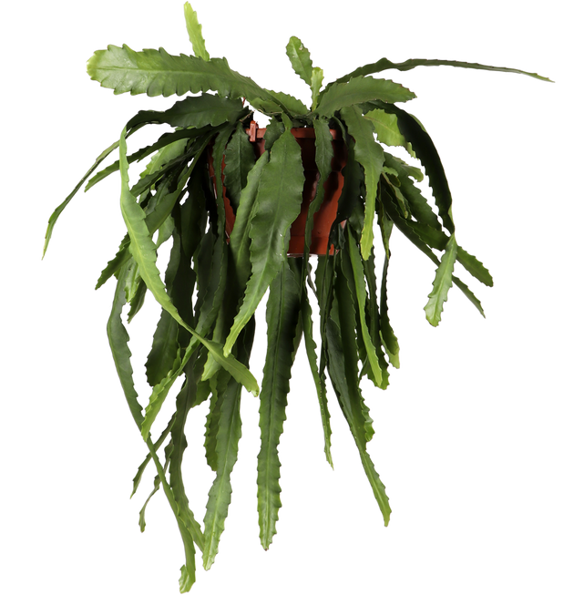 Epiphyllum pumilum (Zwergiger Blattkaktus) kaufen
