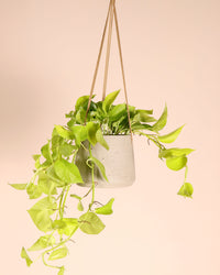 efeutute golden pothos Epipremnum pinnatum (Efeutute) (S) kaufen