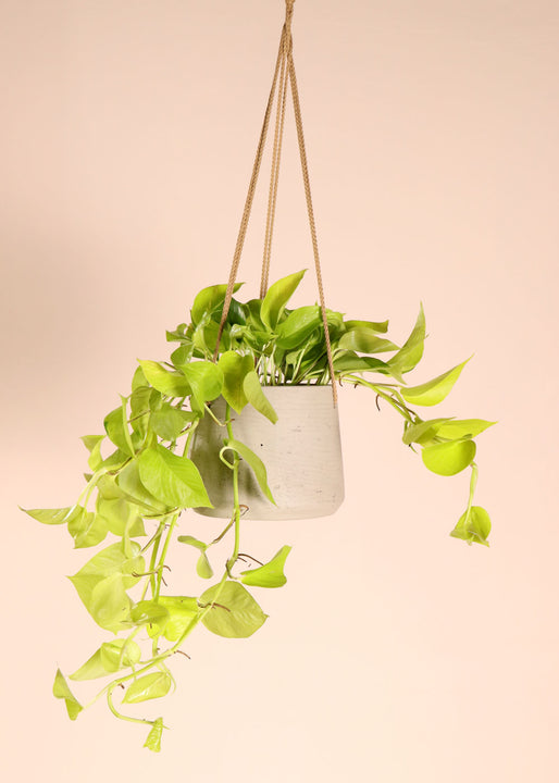inspiratie
