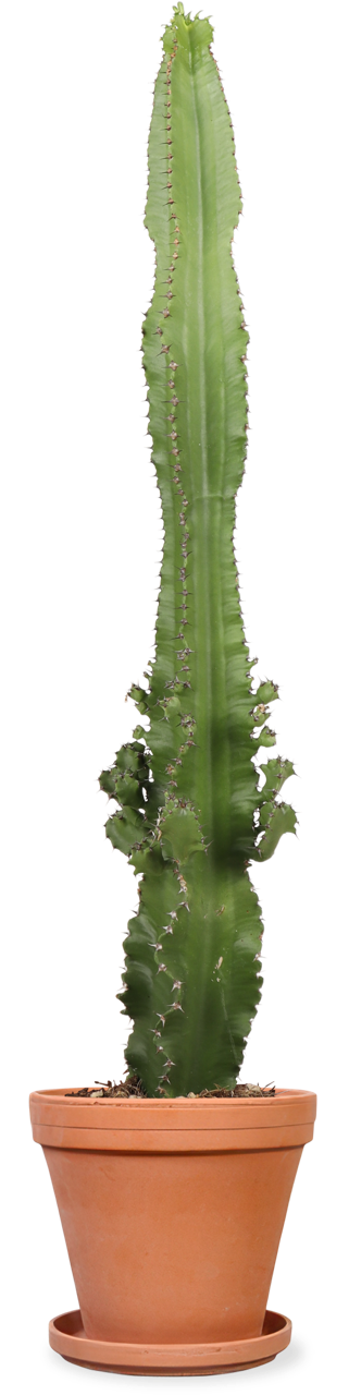 wolfsmilchgewächs kaktus Cactus Euphorbia (M) kaufen? | Bob