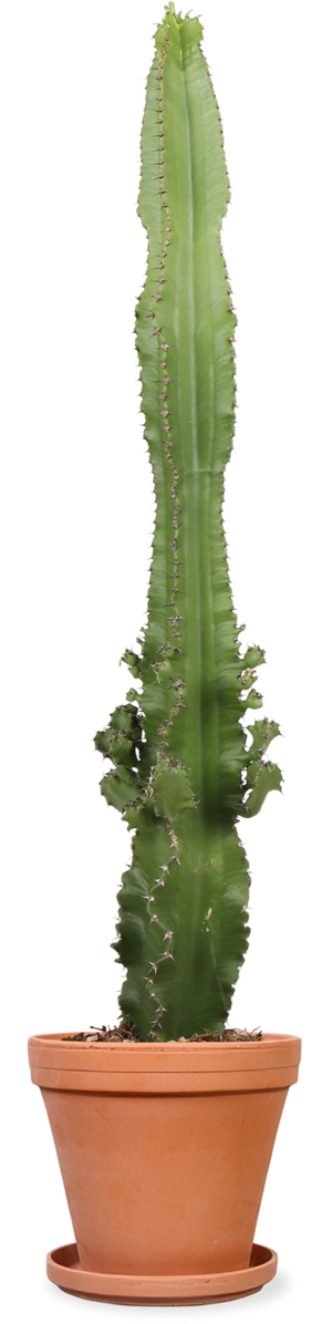 wolfsmilch kaktus groß kaufen Cactus Euphorbia (M) kaufen? | Bob