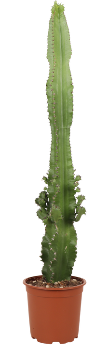 Euphorbia erytrea (Wolfsmilchkaktus) (M)