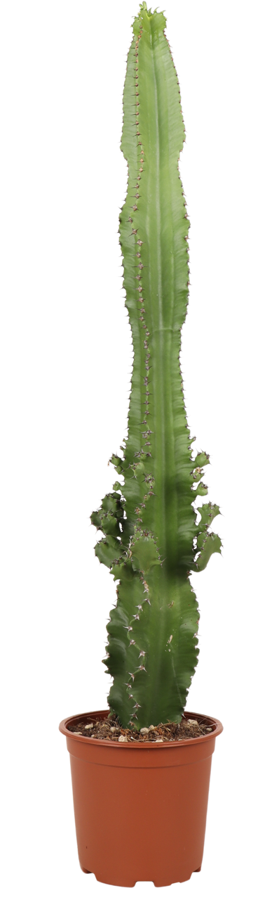 Cactus Euphorbia (M) kaufen? | Bob
