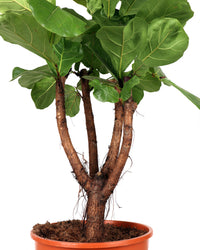 Ficus lyrata verzweigter Stamm (Geigenfeige) (XL) inspiratie 1
