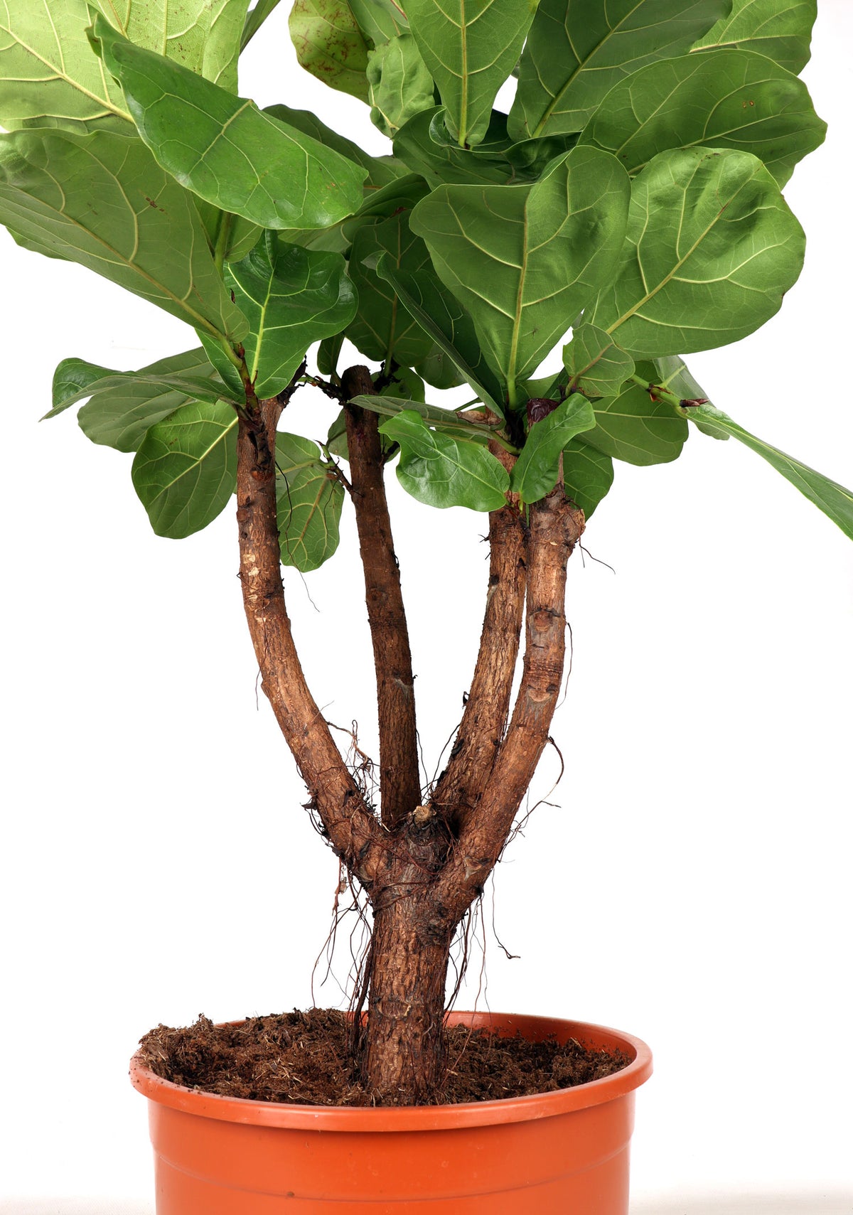 Ficus lyrata verzweigter Stamm (Geigenfeige) (XL) inspiratie 1