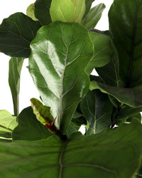Ficus lyrata verzweigter Stamm (Geigenfeige) (XL) inspiratie 2