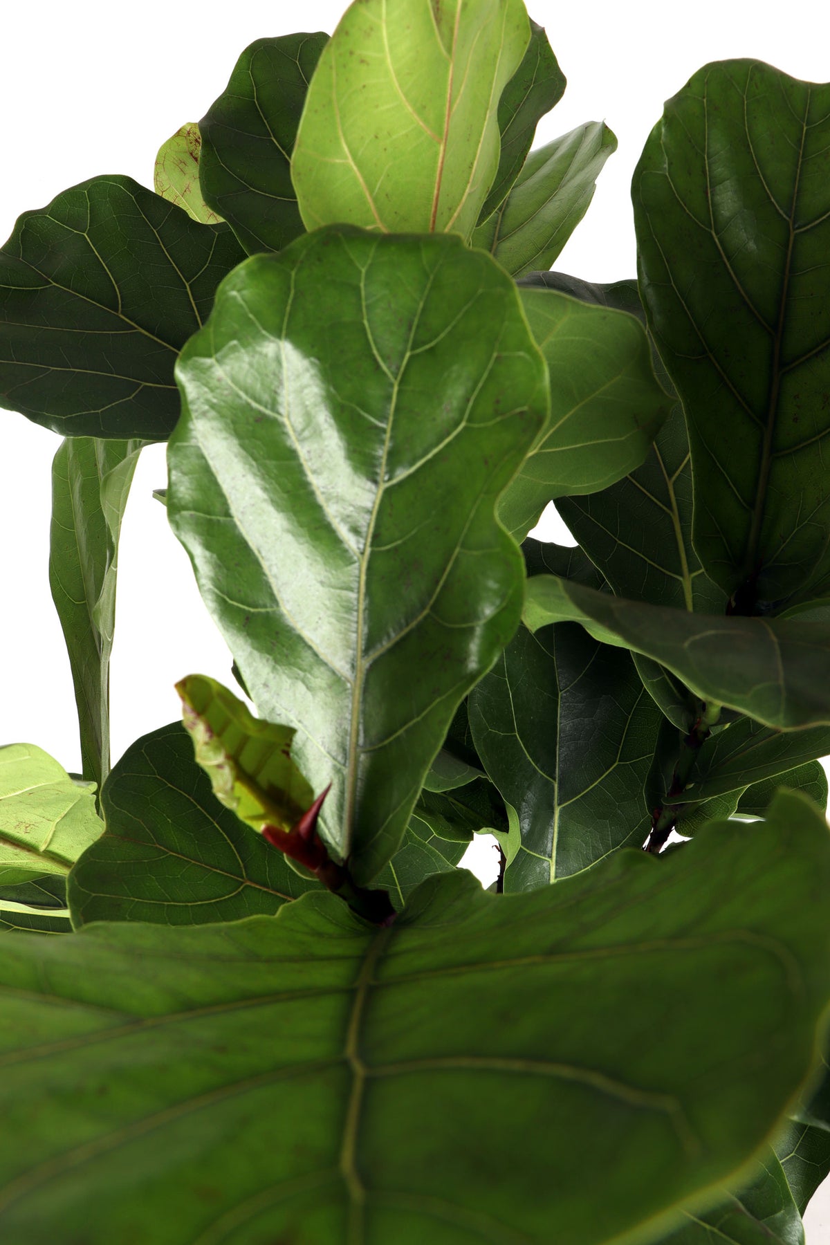 Ficus lyrata verzweigter Stamm (Geigenfeige) (XL) inspiratie 2