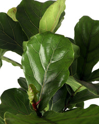 Ficus lyrata verzweigter Stamm (Geigenfeige) (XL) inspiratie 3