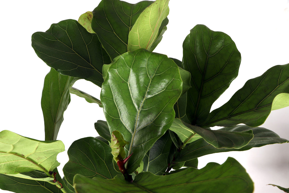 Ficus lyrata verzweigter Stamm (Geigenfeige) (XL) inspiratie 3