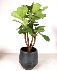 Ficus lyrata verzweigter Stamm (Geigenfeige) (XL) inspiratie 4