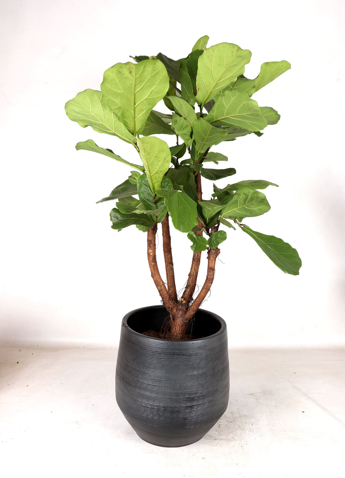 Ficus lyrata verzweigter Stamm (Geigenfeige) (XL) inspiratie 4
